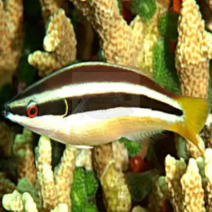 Cigar Wrasse (Diproctacanthus xanthurus)