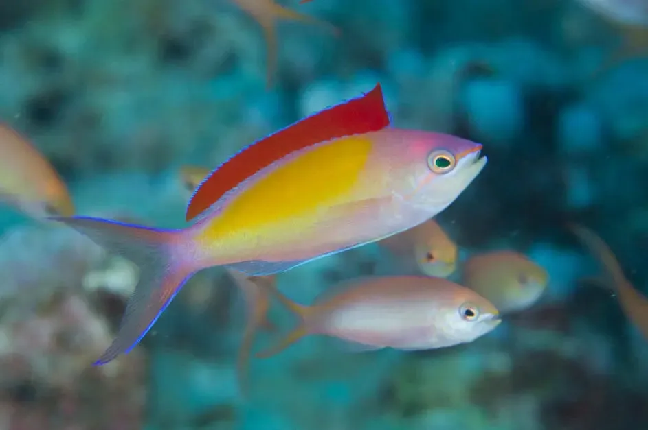Dispar Anthias Fish - Vibrant Yellowish Orange Reef Fish